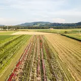 Fields being cultivated