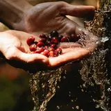 man washing cranberries in stream