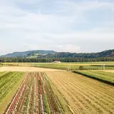 Fields under cultivation