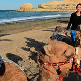 Camels near the coast with a student on the beach standing